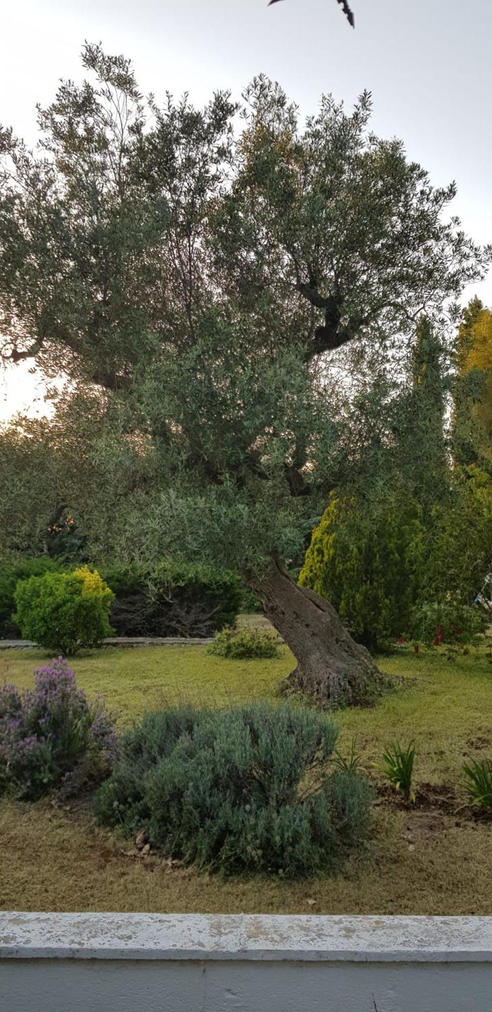 Villa Isabella オストゥーニ エクステリア 写真